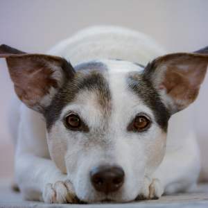 Rescue a shelter dog