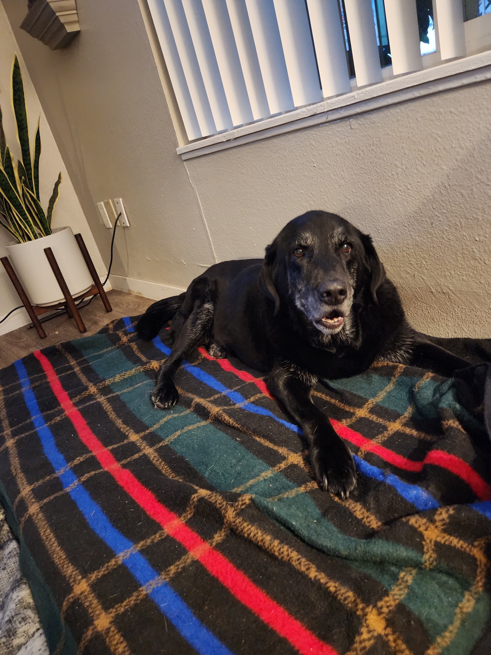 Understanding Canine Cancer: Lessons from Brandi’s Journey