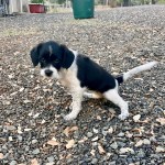 Potty Training In Salem & Albany