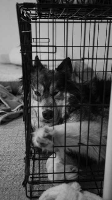 Crate training a puppy