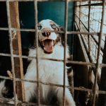 Shelter dog