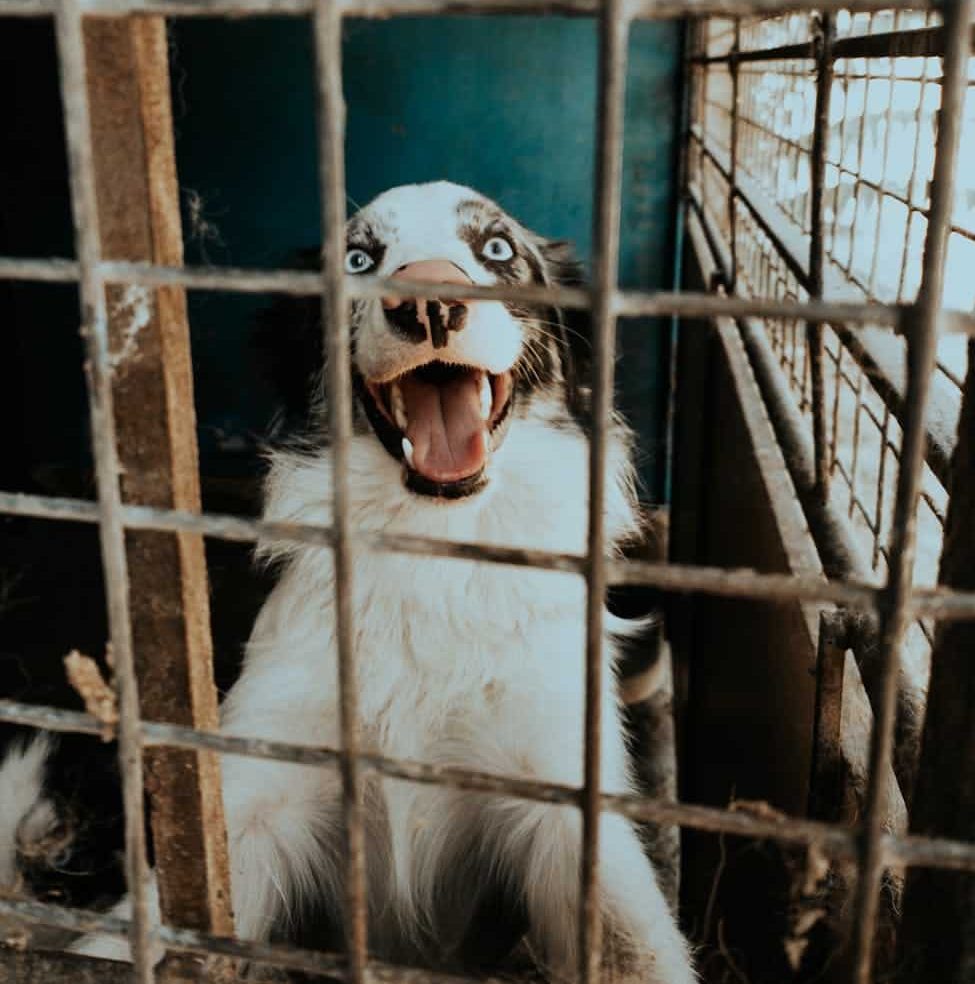 Adopting a Shelter Dog: What to Expect, How to Succeed, and Why It Matters