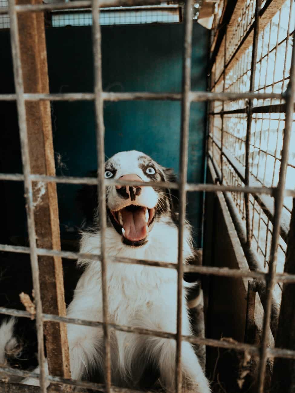 Adopting a Shelter Dog: What to Expect, How to Succeed, and Why It Matters