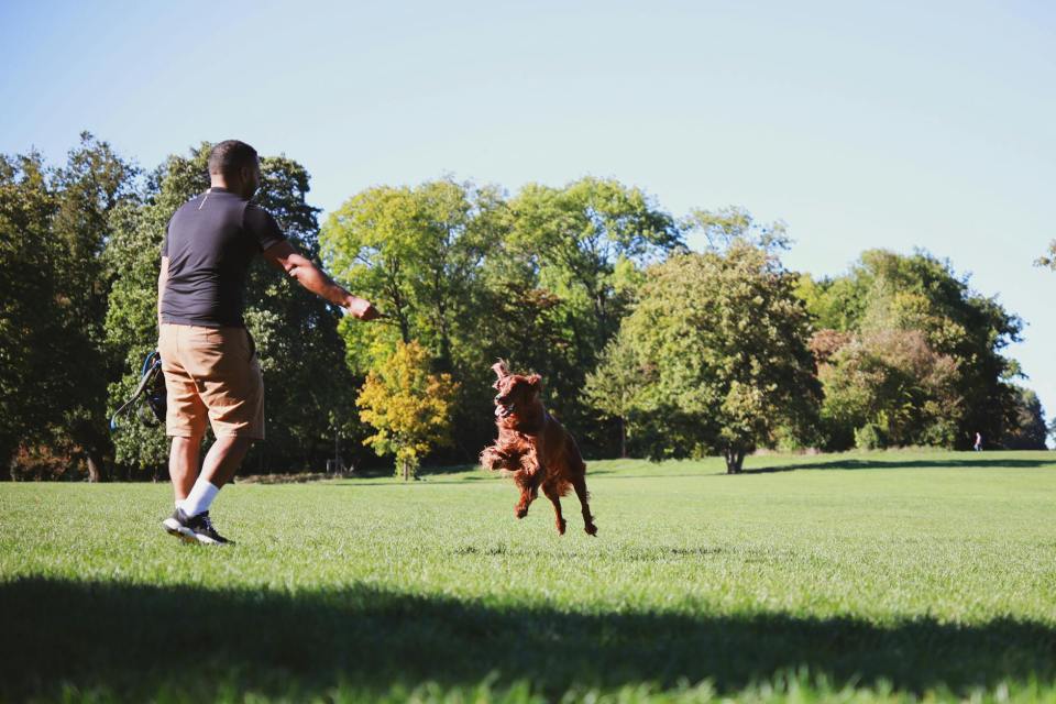 man playing fetch with dog in Albany, Oregon park