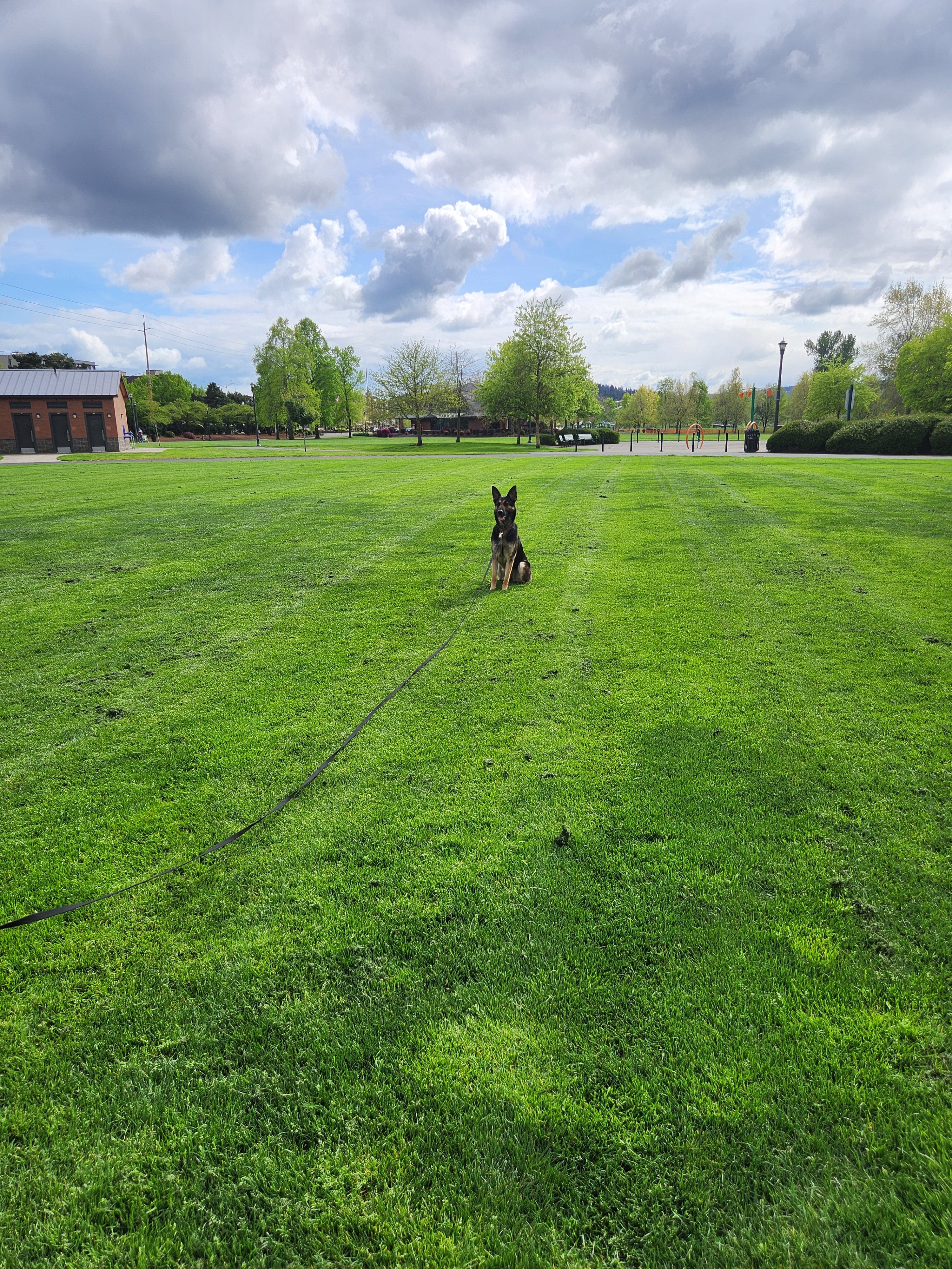 Dog Training in Corvallis